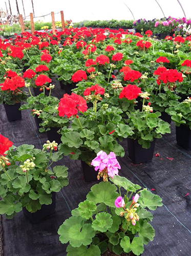 Five Points Greenhouse